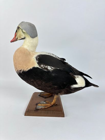 Eider à tête grise (Somateria spectabilis)...