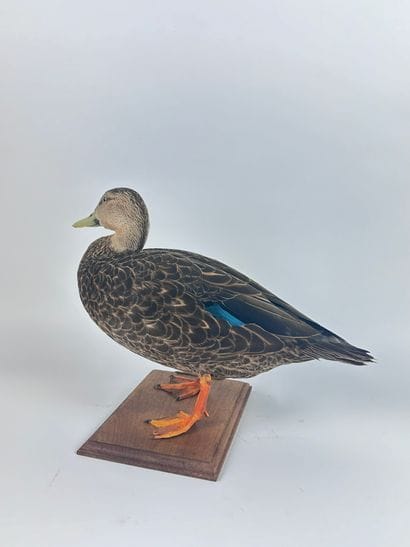 Canard brun de Floride (Anas fulvigula fulvigula)...