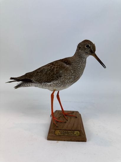 Chevalier gambette (Tringa totanus) (CH)...