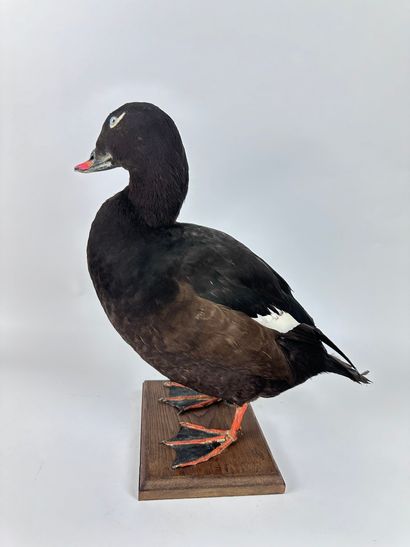 Macreuse brune (Melanitta fusca) (CE) : spécimen...