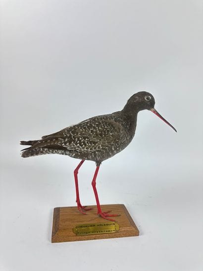 Chevalier arlequin (Tringa erythropus) (CH)...