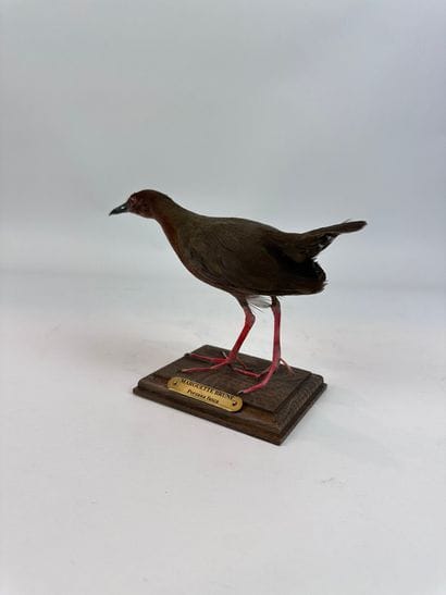 Marouette brune (Zapornia fusca) (NR) : spécimen...