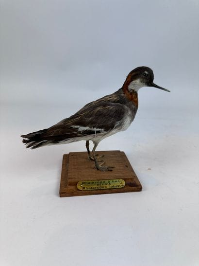 Phalarope à bec étroit (Phalaropus lobatus)...