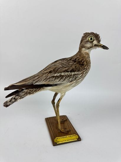 Eudicnème criard (Burhinus oedicnemus) (CE)...