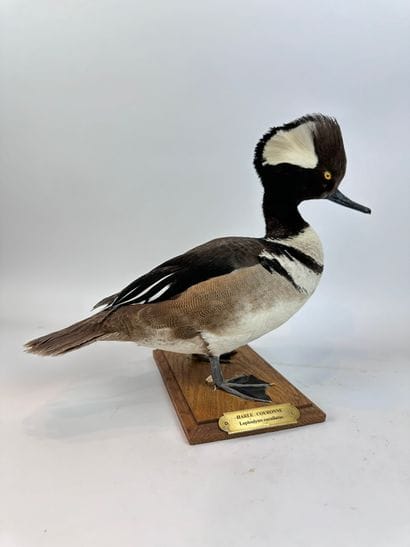 Harle couronné (Lophodytes cucullatus) (CE)...