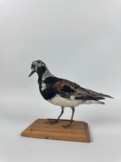 Tournepierre à collier (Arenaria interpres)...