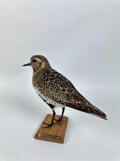 Pluvier doré (Pluvialis apricaria) (CH) :...