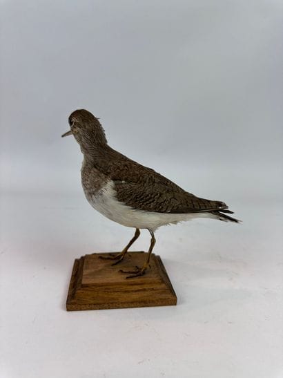 Chevalier guignette (Actitis hypoleucos)...