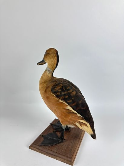 Dendrocygne fauve (Dendrocygna bicolor) (CE)...