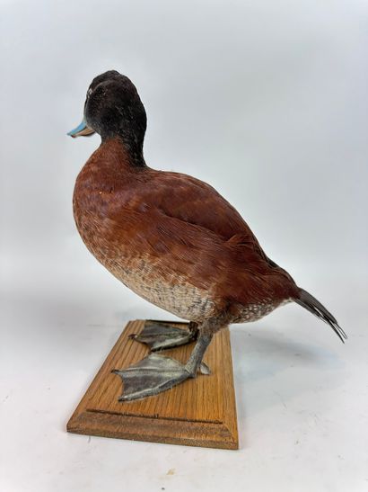 Erismature d’Argentine (Oxyura vittata) (NR)...