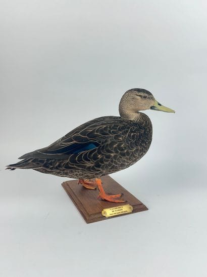 Canard brun de Floride (Anas fulvigula fulvigula)...