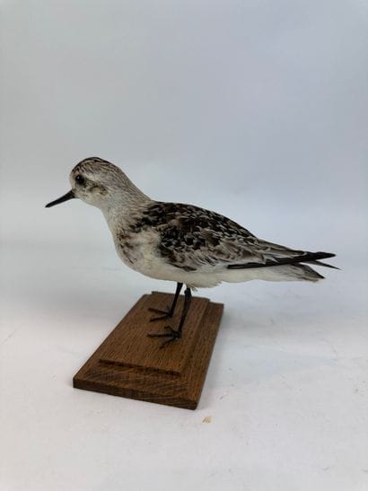 Bécasseau sanderling (Calidris alba) (CE)...