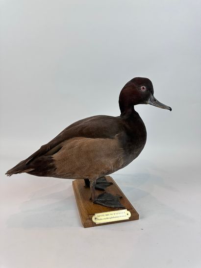 Nette méridionale (Netta erythrophthalma)...