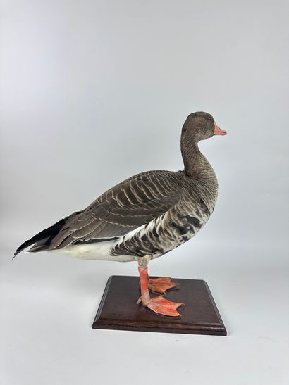 Oie rieuse (Anser albifrons flavirostris)...