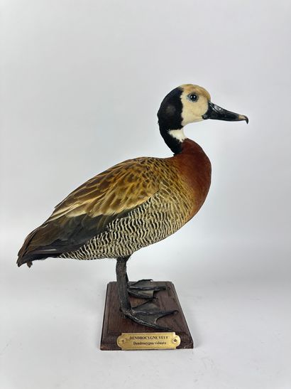 Dendrocygne veuf (Dendrocygna viduata) (CE)...