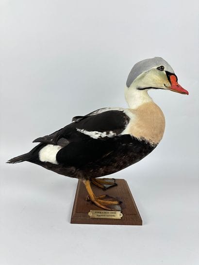 Eider à tête grise (Somateria spectabilis)...