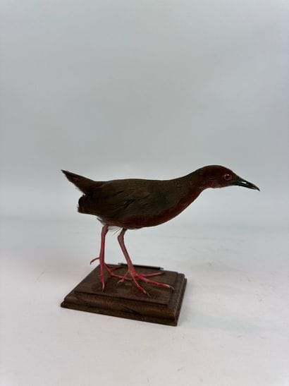 Marouette brune (Zapornia fusca) (NR) : spécimen...