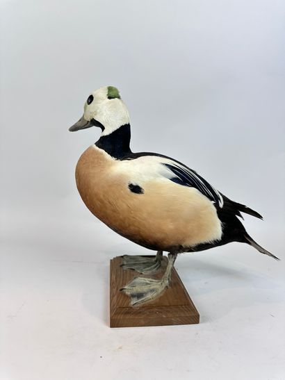 Eider de Steller (Polysticta stelleri) (CE)...