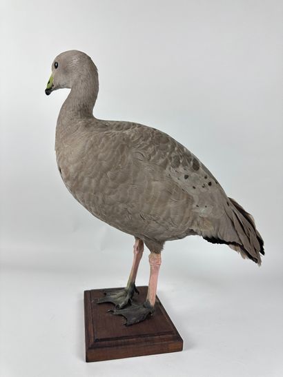 Oie céréopse (Cereopsis novaehollandiae)...
