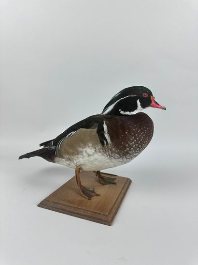 Canard carolin (Aix sponsa) (D-CH) : spécimen...