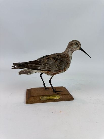 Bécasseau cocorli (Calidris ferruginea) (CE)...
