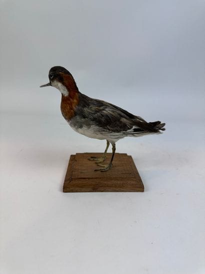Phalarope à bec étroit (Phalaropus lobatus)...