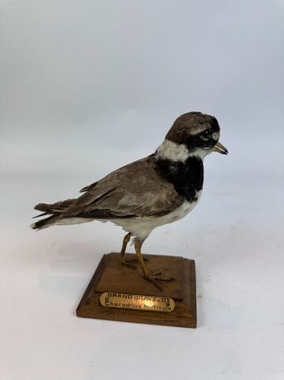 Grand gravelot (Charadrius hiaticula) (CE)...