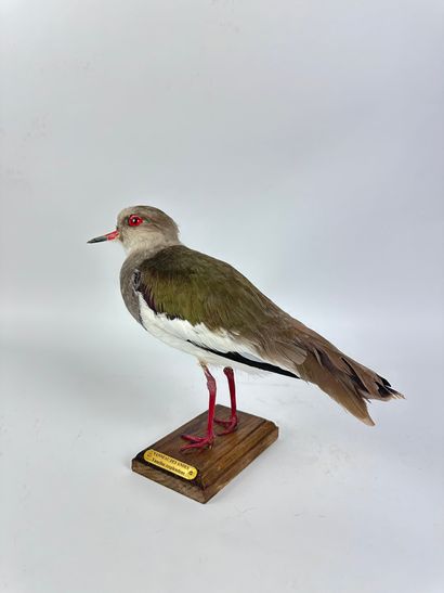 Vanneau des Andes (Vanellus resplendens)...