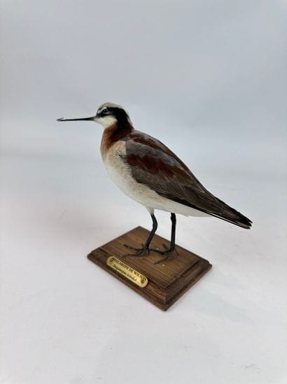 Phalarope de Wilson (Phalaropus tricolor)...