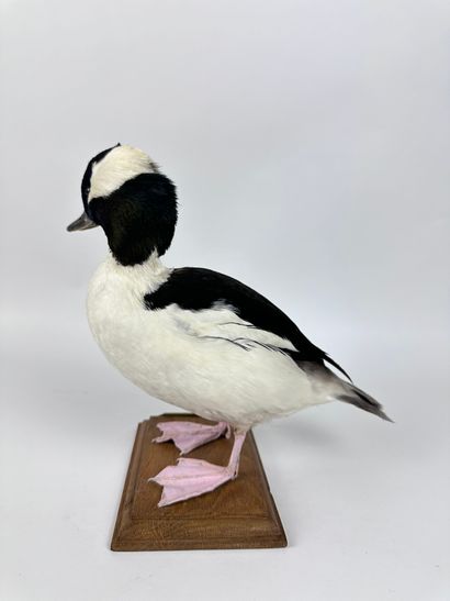 Garrot albéole (Bucephala albeola) (CE) :...