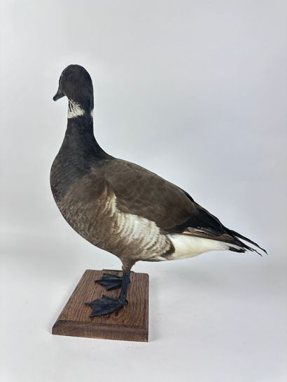 Bernache cravant (Branta bernicla nigricans)...