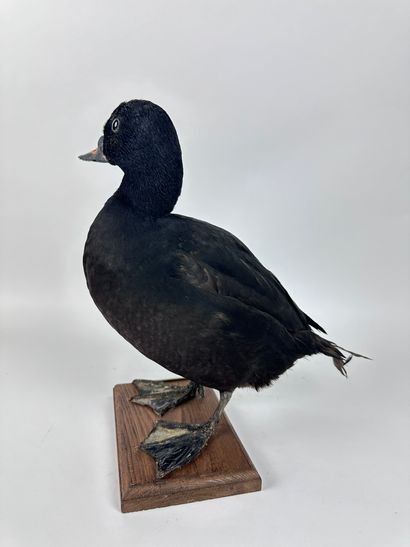 Macreuse noire (Melanitta nigra nigra) forme...
