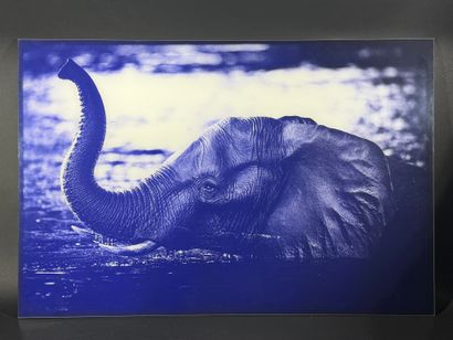 Laurent BAHEUX

Elephant crossing the river

Photographie...