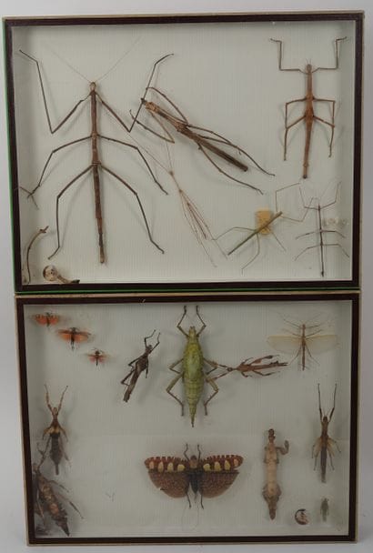 Entomologie
2 cadres renfermant des insectes...