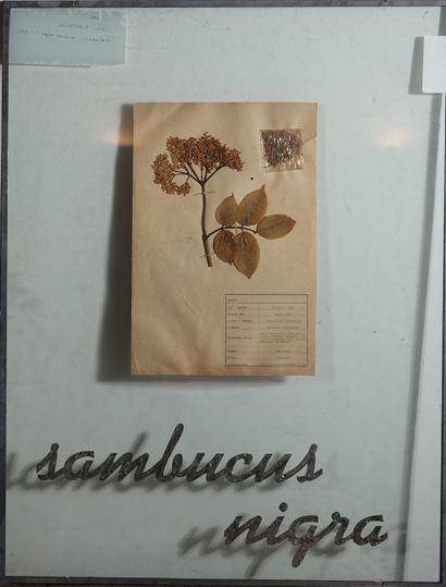 Orshi Drozdik (née en 1946)
Herbier
3 encadrés...