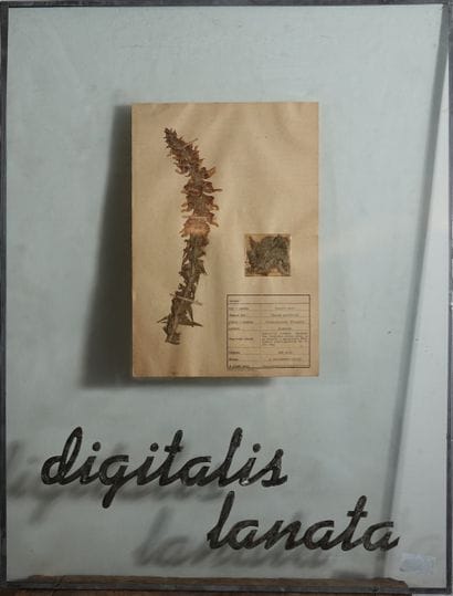 Orshi Drozdik (née en 1946)
Herbier
3 encadrés...