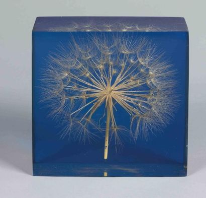 ANONYME
Inclusion de fleur dans plexiglass...