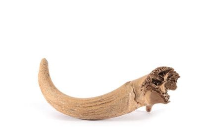 E?re jurassique

Corne fossilise?e

Long....