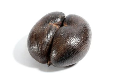 Philippines

Coco-fesse