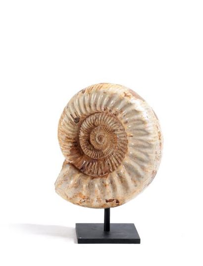Ammonite

Cre?me et marron sur socle en acier...