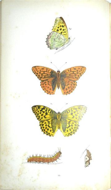 Papillons MORRIS (Francis Orpen) rev. A History...