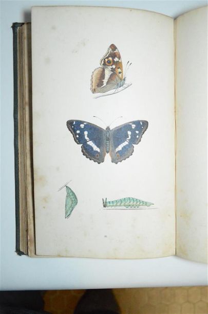 Papillons MORRIS (Francis Orpen) rev. A History...