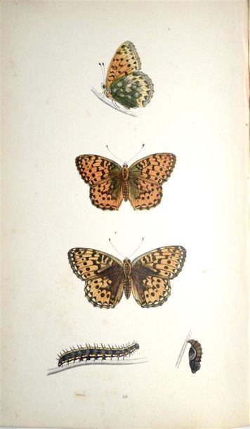 Papillons MORRIS (Francis Orpen) rev. A History...
