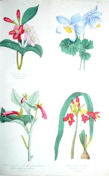 LE MAOUT (Emmanuel) Botanique - Organographie...