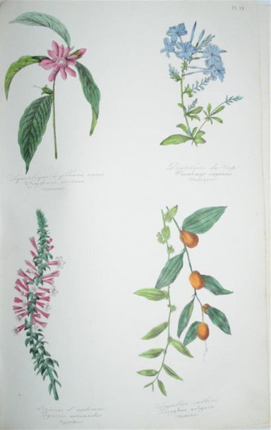 LE MAOUT (Emmanuel) Botanique - Organographie...