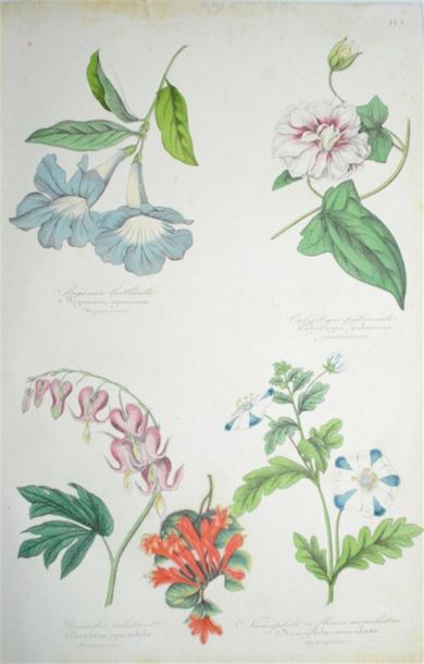 LE MAOUT (Emmanuel) Botanique - Organographie...