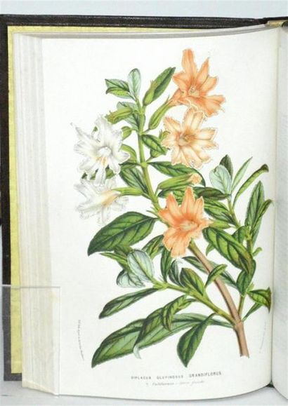 VAN HOUTTE (Louis) Flore des serres et des...