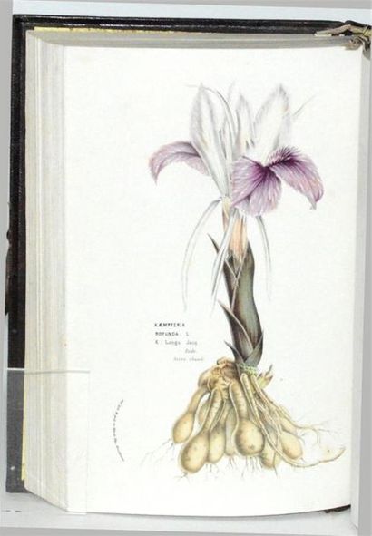 VAN HOUTTE (Louis) Flore des serres et des...