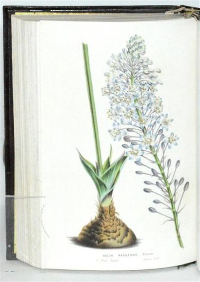 VAN HOUTTE (Louis) Flore des serres et des...