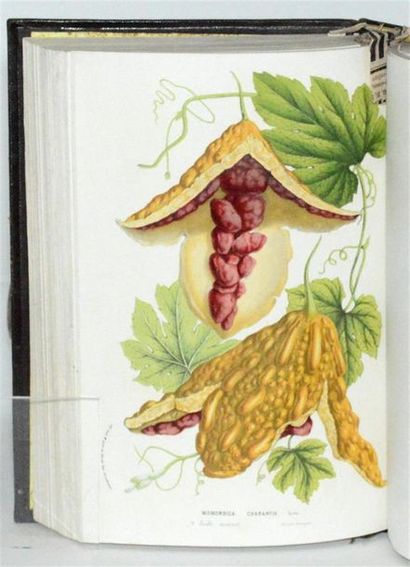 VAN HOUTTE (Louis) Flore des serres et des...